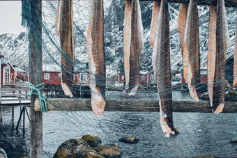 干燥鳕鱼干鳕鱼努斯峡湾钓鱼村挪威