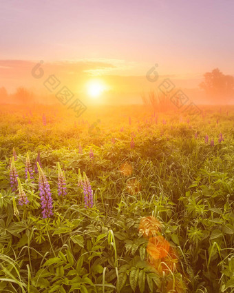 日出场覆盖开花卢平春天早期夏天季节雾树背景早....