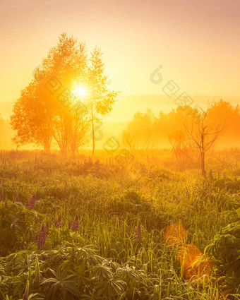 日出场覆盖开花卢平春天早期夏天季节雾树背景早....