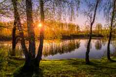日出日落桦树年轻的叶子池塘