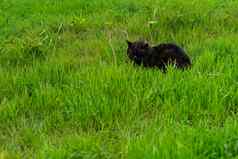 黑色的猫休息绿色草温暖的春天一天