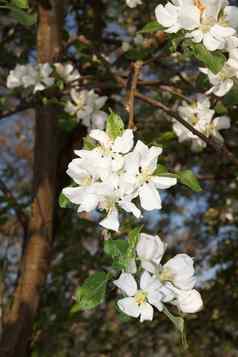 白色苹果花朵关闭户外