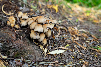 蘑菇成长公园根树家庭真菌订单木耳照片蘑菇