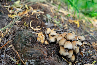 蘑菇成长公园根树家庭真菌订单木耳照片蘑菇