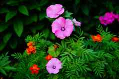 粉红色的花花圃早....荣耀粉红色的小粉红色的花贝尔