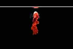 回来视图半月弯刀rosetail吉祥物红色的龙搏鱼暹罗战斗鱼