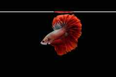 一边视图半月弯刀rosetail吉祥物红色的龙搏鱼暹罗战斗鱼