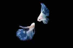 蓝色的白色半月弯刀搏鱼鱼连体黑色的背景