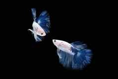 跳舞蓝色的白色半月弯刀搏鱼鱼暹罗孤立的黑色的背景