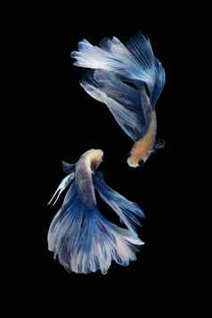 搏鱼暹罗战斗鱼巨大的半月弯刀rosetail白色蓝色的颜色