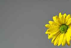 单新鲜的黄色的菊花特写镜头拍摄黄色的雏菊花孤立的灰色