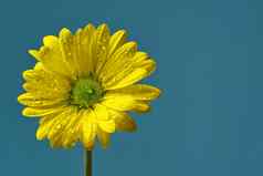 单新鲜的黄色的菊花特写镜头拍摄黄色的雏菊花孤立的土耳其颜色背景