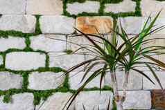 植物生长砖墙背景装饰砖墙现代设计