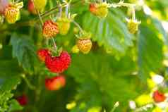 红色的Fragaria野生草莓日益增长的有机野生Fragaria成熟的浆果花园自然有机健康的食物概念