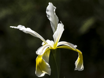 蒙着面纱<strong>虹膜虹膜</strong>斯普里奥