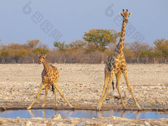 长颈鹿喝<strong>水日</strong>落埃托沙国家公园纳米比亚