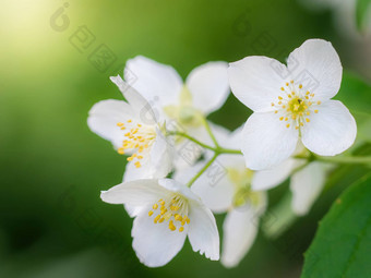 嫩枝白色茉莉花花春天