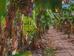 群日益增长的生绿色香蕉香蕉树种植园