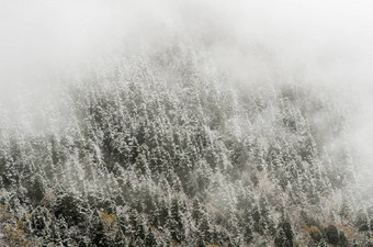 高山森林覆盖雪灰白色霜黄龙
