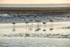 集团粉红色的白色火烈鸟移动海岸