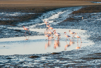集团粉红色的白色<strong>火烈鸟</strong>纳米比亚鲸鱼湾