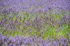 色彩斑斓的薰衣草场绿色茎紫罗兰色的花朵