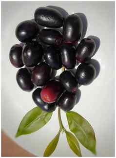 黑色的李子叶子漂亮的装饰葡萄维生素铁血红蛋白心健康的对待糖尿病夏天季节水果
