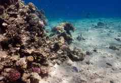 埃及珊瑚礁dahab真正的颜色