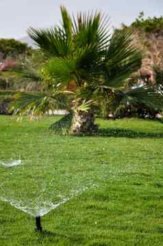 喷水滴倒草坪上遥远的棕榈树
