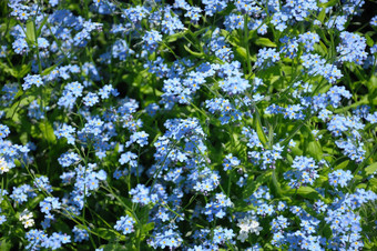 集团小蓝色的春天花