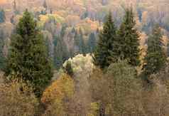 色彩斑斓的秋天森林