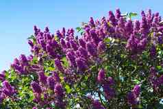 淡紫色树紫丁香寻常的前面清晰的蓝色的天空