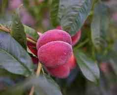 成熟的红色的桃子分支绿色叶子花园