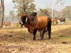 红色的婆罗门牛牛引导小牛农场