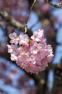 李属粉红色的花开花灌木