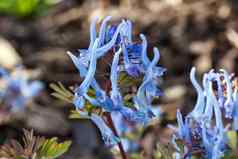 紫堇属之植物flexuosa“中国蓝”