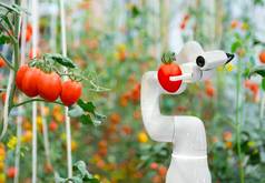 聪明的机器人农民番茄农业未来主义的机器人自动化工作增加效率