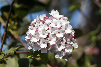 荚<strong>莲</strong>属的植物carlessii“极光”