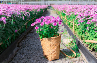 菊花篮子花花园