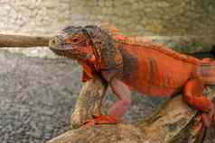 美丽的红色的鬣蜥木动物特写镜头橙色彩色的鬣蜥坐在浮木相机亚种红色的变形害羞的动物红色的鬣蜥栖息干分支