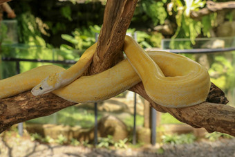 成人个人蛇阻气门干分支关闭黄色的蛇好包装树分支周围的好奇的python白化特写镜头头爬行动物巴厘岛印尼