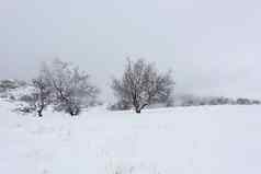 雪原树