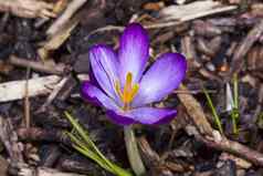 番红花属托马西尼亚努斯巴尔的紫色的