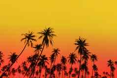 热带棕榈椰子树日落天空耀斑散景自然
