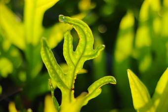 关闭植骨龙scolopendria一般被称为君主<strong>蕨类植物</strong>麝香maile-scented面包果劳瓦等<strong>蕨类植物</strong>物种<strong>蕨类植物</strong>水龙骨科家庭