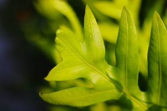 关闭植骨龙scolopendria一般被称为君主蕨类植物麝香maile-scented面包果劳瓦等蕨类植物物种蕨类植物水龙骨科家庭