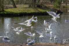 海鸥飞行池塘水晶宫公园伦敦英格