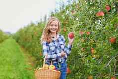 女人挑选苹果果园农场