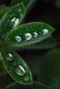 雨滴平衡绿色旱金莲叶