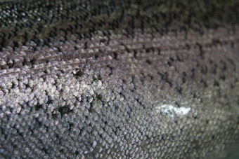 灰色的灰色银纹理鱼皮肤尺度